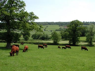 A grassy field with cows grazing and trees in the background at Swallows Cottage in Honiton