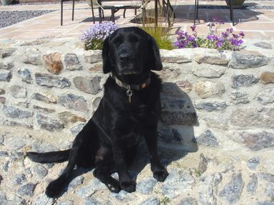 A black dog sitting on stones in front of a stone wall with purple flowers at The Linney in Colyton