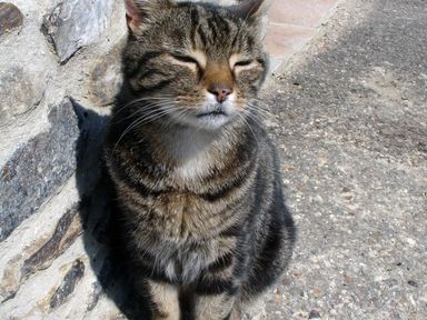 A tabby cat sitting on a gravel surface next to a stone wall with eyes closed at The Linney in Colyton