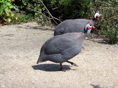 Two guinea fowl walking on a concrete path with greenery in the background at The Linney in Colyton