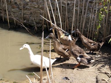 A group of ducks standing near a pond with a stone wall in the background at Battens in Colyton
