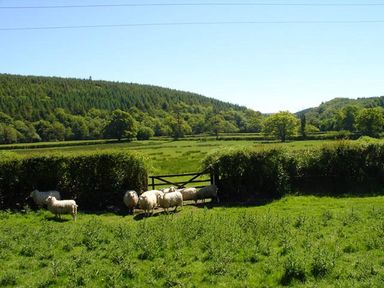 A field with sheep near a wooden gate and hedges with trees and hills in the background at Lew Quarry Cottage in Lewdown