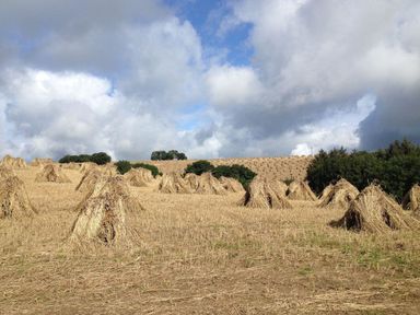 A field with bundles of harvested crop and trees in the background