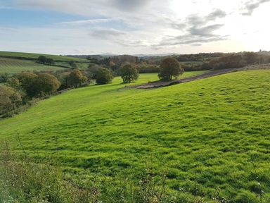 A grassy hillside with scattered trees under a partly cloudy sky at Hedgelea in North Tawton