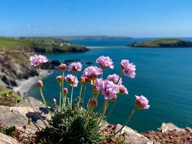Pink flowers growing on rocks with cliffs and ocean in the background at Bramble Cottage Ringmore