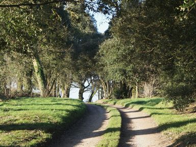A dirt road with grassy edges surrounded by trees forming a canopy at The Barn in Aveton Gifford