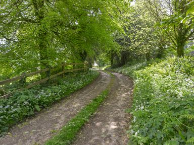 A dirt path with grass tracks surrounded by green trees and plants at The Barn in Aveton Gifford