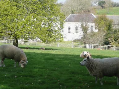 A field with sheep grazing under a tree near a fence and houses in the background at The Music Room in Aveton Gifford