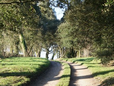 A dirt path flanked by grass and trees on both sides at The Music Room in Aveton Gifford