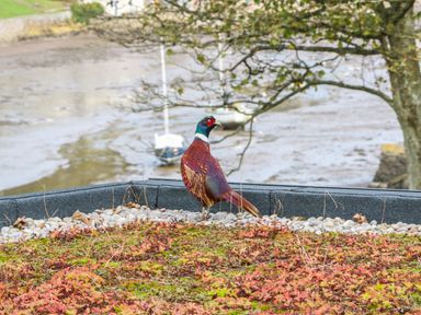 A bird standing on a rooftop with plants and stones by a water body with boats and trees at Junket Cottage in Noss Mayo