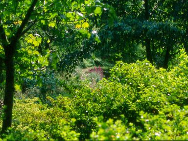 A garden area with dense green trees and bushes and some pink flowers in the center at The Clock House in Ivybridge