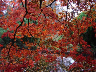 Red and orange leaves hanging over a body of water with green trees in the background at The Clock House in Ivybridge