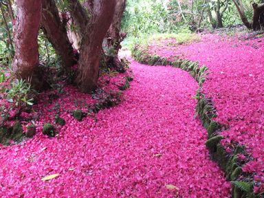A garden path covered with pink flower petals bordered by mossy rocks and trees at The Clock House in Ivybridge
