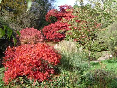 A garden with red and green bushes and trees with grass and plants at The Clock House in Ivybridge