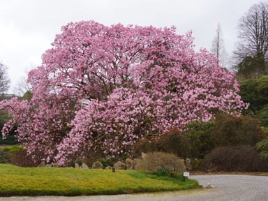 A large flowering tree in a garden at The Clock House in Ivybridge