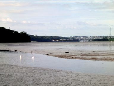 A wide estuary with swans in the water and a bridge and town in the background