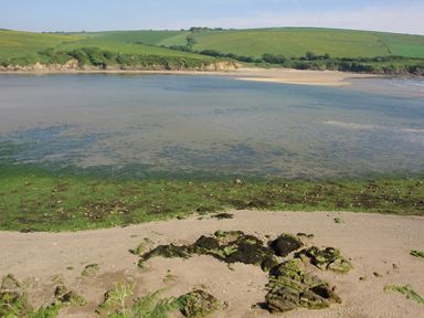 A coastal landscape with a sandy shore green algae covered rocks and water with rolling hills in the background at 1 Gabberwell Cottages Kingston