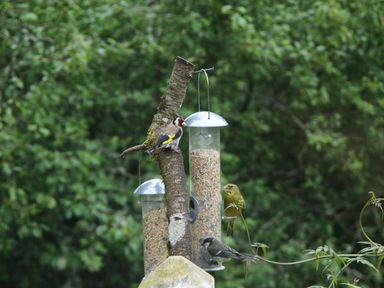 Three birds eating from two bird feeders hanging on a tree branch in a garden at Grandpa Dicksons in Little Petherick