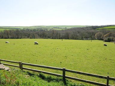 A fenced grassy field with sheep and trees in the background at Swallow Barn in St Kew