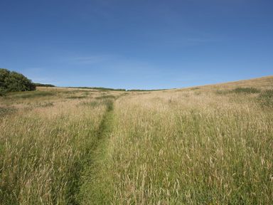 A grassy path leading through a field under a clear blue sky at Salty Cottage in Morwenstow