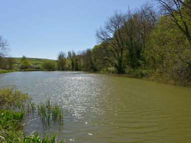A pond surrounded by trees and greenery under a clear sky at Tregonhawke Farmhouse in Millbrook