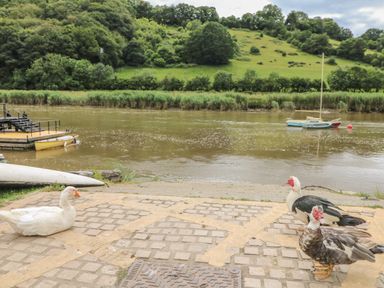 Three ducks on a paved area next to a river with boats and grassy hills in the background at 1 River Cottage in Calstock