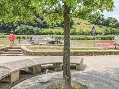 A white goose sitting near a tree by a paved walkway with a river and a dock in the background at 1 River Cottage in Calstock