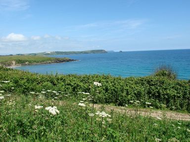 A coastal landscape with a grassy hillside and wildflowers overlooking the sea at Stones Throw in St Mawes