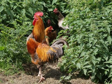 Rooster and hens standing on grassy ground next to tall green plants