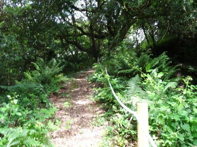 A forest path with a rope handrail surrounded by ferns and trees at Badger Cottage in Mawgan-in-Meneage near Helston