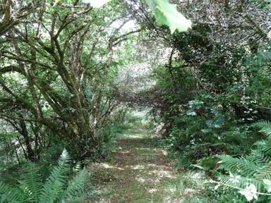 A forest pathway surrounded by dense green trees and ferns at Badger Cottage in Mawgan-in-Meneage near Helston