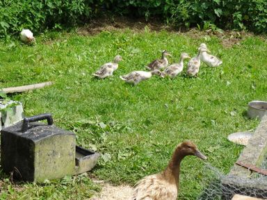 Ducklings and a duck on grass near a water container and chicken wire fence in a garden