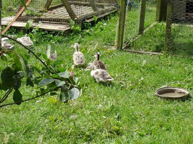 A grassy outdoor enclosure with several young birds near a wire mesh structure and a metal bowl of water