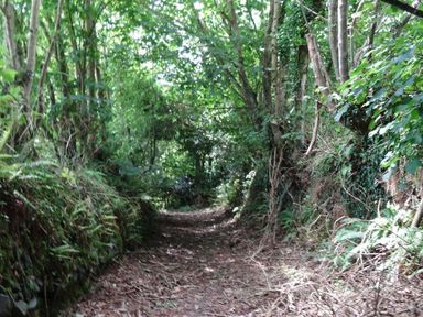 A forest path lined with trees and ferns with leaves covering the ground