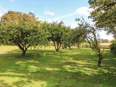 A garden with several apple trees on grass with a blue sky at Beehive Cottage in Kilbrittain County Cork
