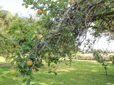 Apple tree branches with green apples in a grassy garden with more trees in the background at Beehive Cottage Kilbrittain County Cork
