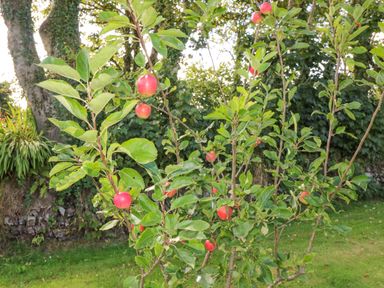 A small apple tree with red apples growing outdoors on grass at Beehive Cottage in Kilbrittain County Cork