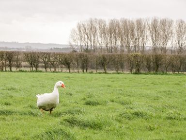 A white goose standing on green grass with trees and bushes in the background at The Old Goat Barn at Trout Cottage in Somerton