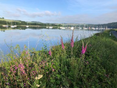 A riverside view with wildflowers along the bank and numerous boats on calm water at Clamoak Cottage in Clamoak near Bere Alston