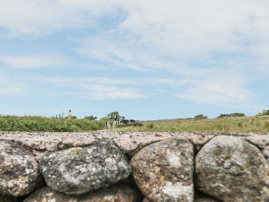 A stone wall with a grassy field behind it and cows grazing on the field at 2 Park Nook Close in Waberthwaite