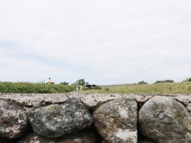 A stone wall in the foreground with cows grazing in a grassy field behind and a cloudy sky at 1 Park Nook Close in Waberthwaite