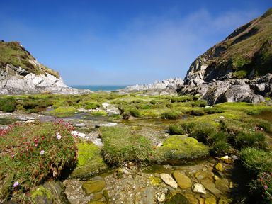 A rocky coastline with grass and small flowers by the sea at Seal Cottage in Mortehoe