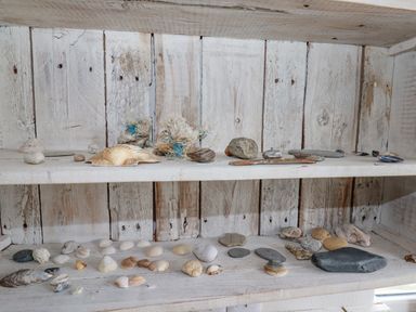 A wooden shelf with various seashells and stones displayed on it