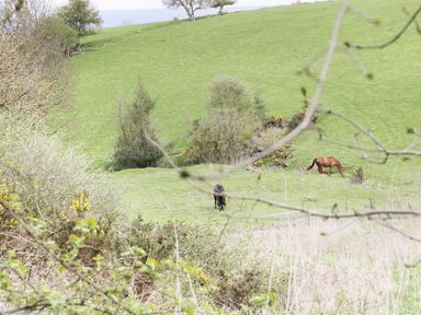 A grassy hill with trees bushes and two horses grazing at 16 Badgers Retreat in Richmond