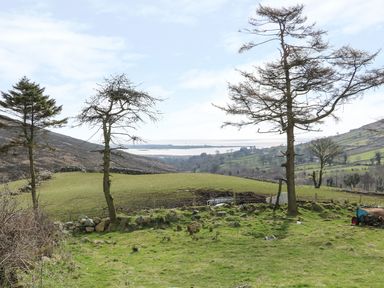 A grassy field with three trees a stone wall and hills in the background at Pat White's Cottage in Rostrevor