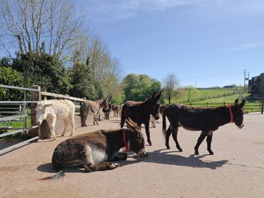 A group of donkeys in a field at The Cabin at East Hill Pride Four Elms Hill Nr. Sidmouth