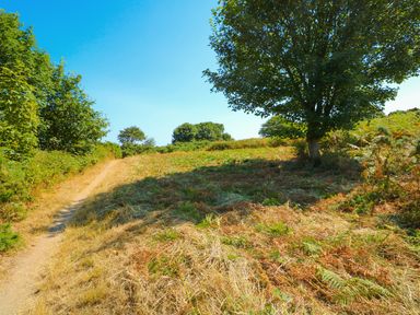 A dirt path through a grassy field with trees on the sides at Howards Hill West in Cromer