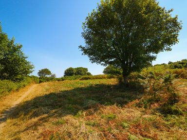 A grassy field with trees and a dirt path under a clear blue sky at Howards Hill West in Cromer