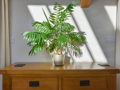 A wooden cabinet with a green potted plant on top at Old Armoury Barn in Ashburton