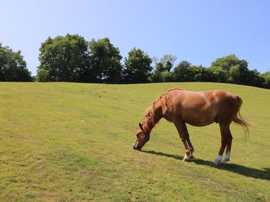 A horse grazing on a grassy hill with trees in the background at Railway Carriage in Govilon